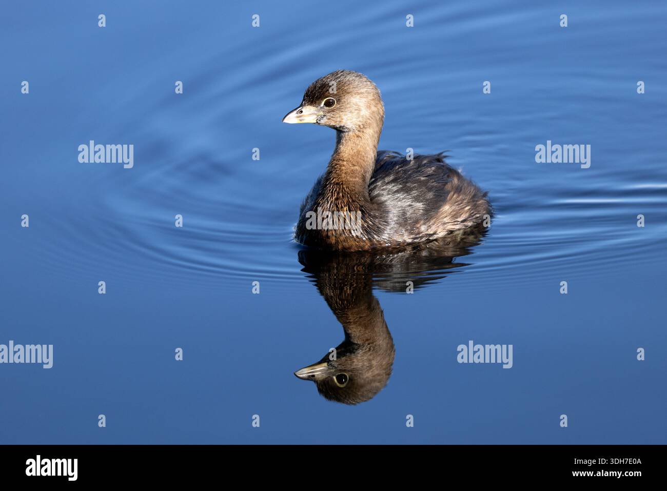 Pied-billed grebe (Podilymbus podiceps) - Green Cay Wetlands, Boynton Beach, Floride, États-Unis Banque D'Images