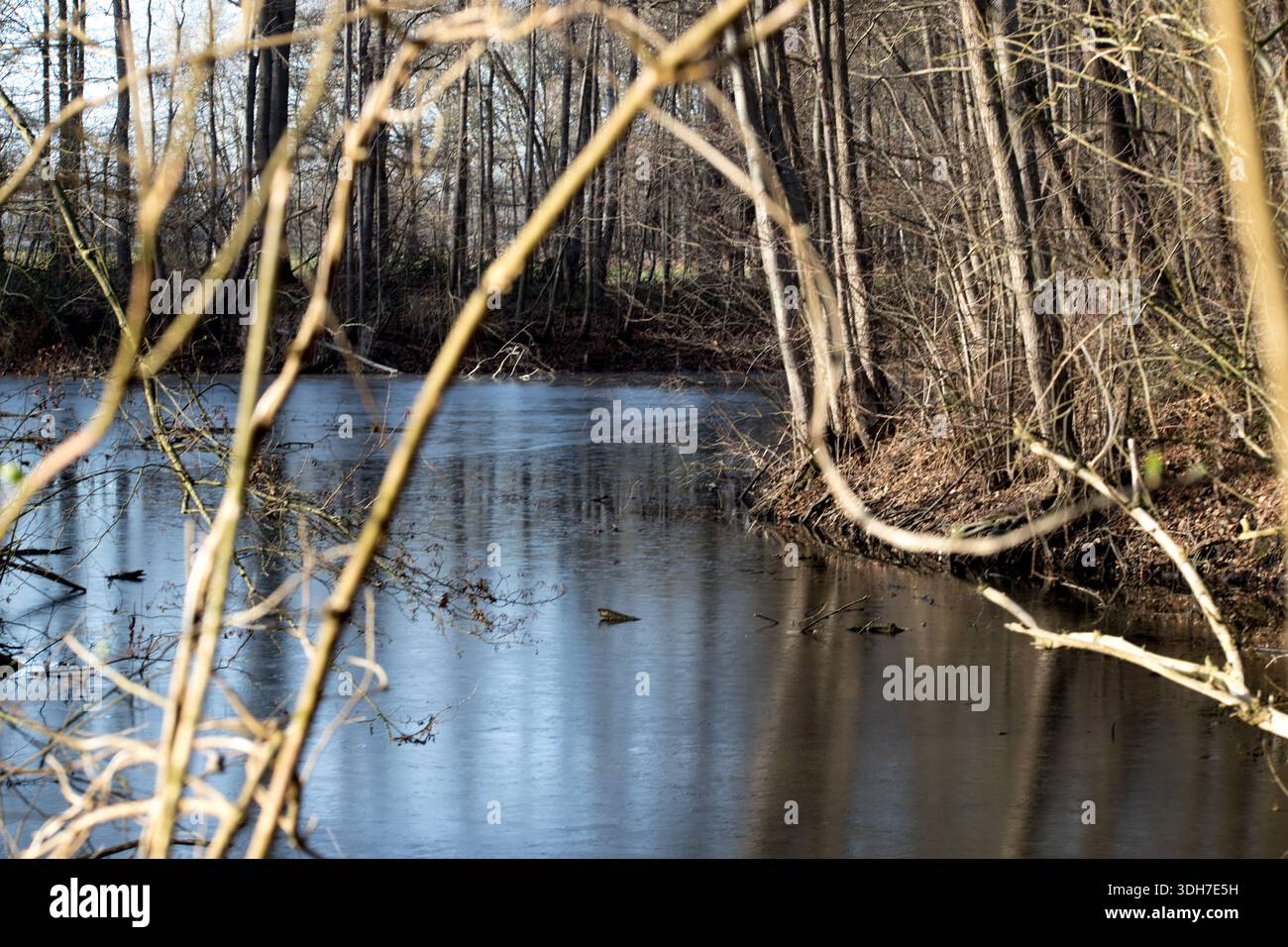 Un lac gelé dans une forêt par un froid matin d'hiver Banque D'Images