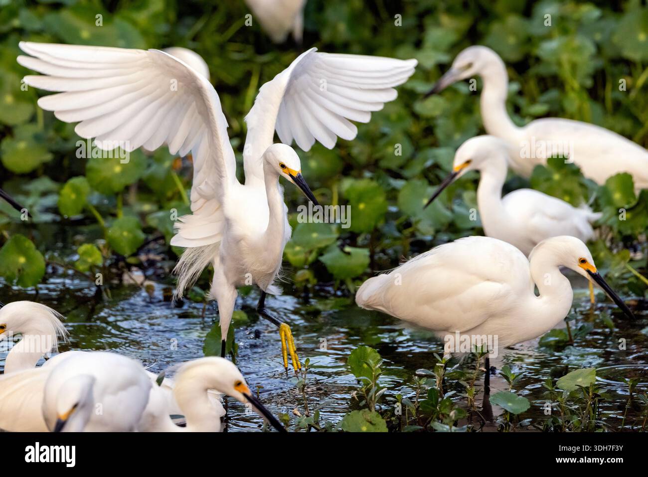 Groupe d'aigrettes enneigées (Egretta thula) alimentation - Green Cay Wetlands, Boynton Beach, Floride, États-Unis Banque D'Images
