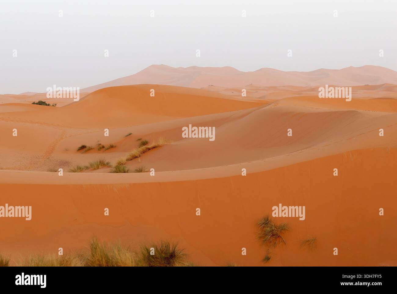 ERG Chebbi, désert du Sahara, Royaume du Maroc, Afrique du Nord Banque D'Images
