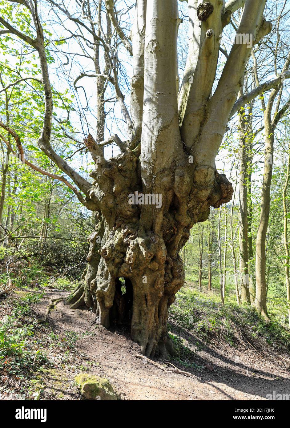 Un vieux hêtre noueux (Fagus) à Doward, Herefordshire, Angleterre, Royaume-Uni Banque D'Images