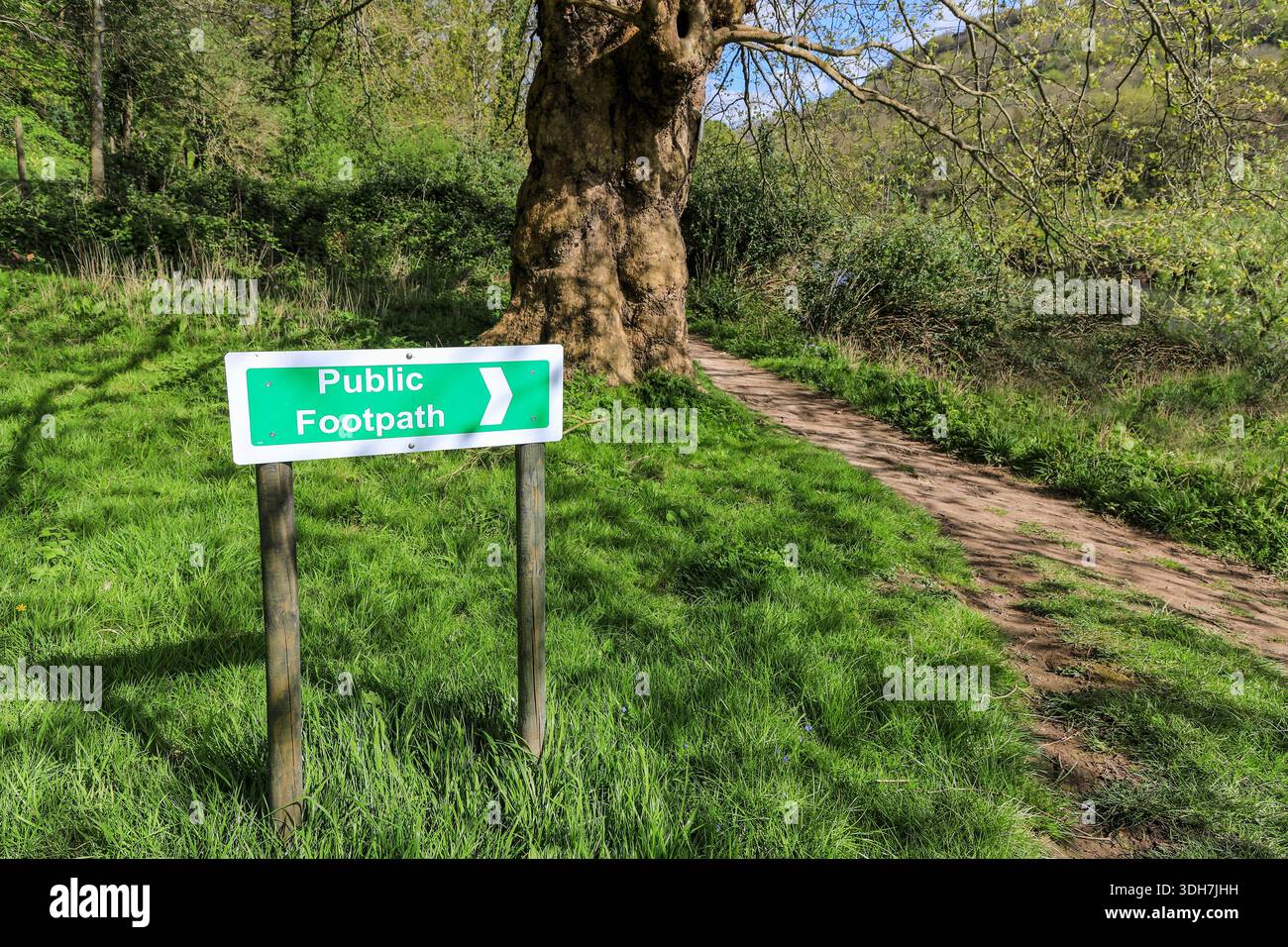 Un panneau avec une flèche dans un bois anglais indiquant « public Footpath », Angleterre, Royaume-Uni Banque D'Images