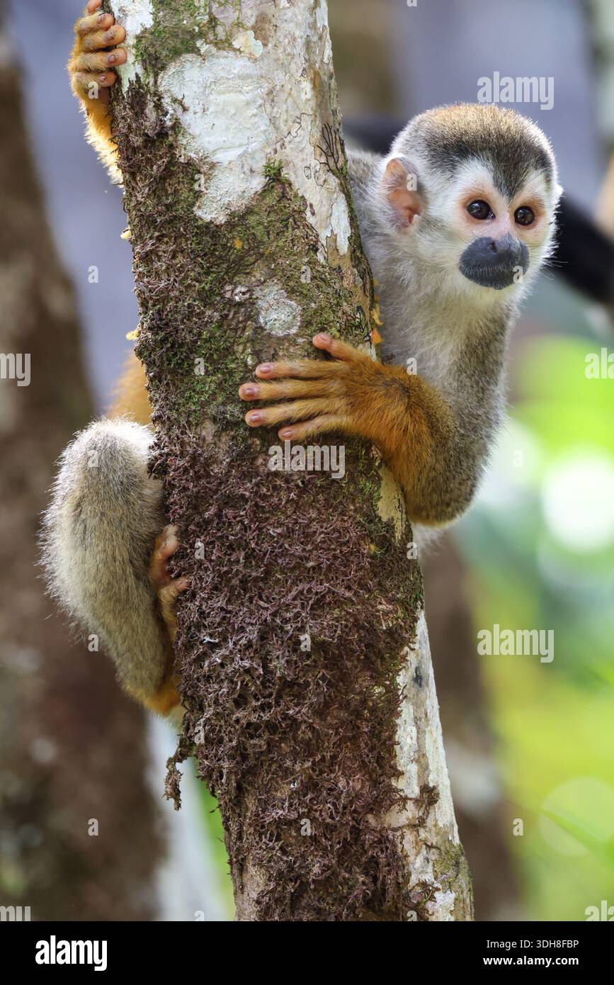 Gros plan d'un singe écureuil d'Amérique centrale sur un arbre au Costa Rica Banque D'Images