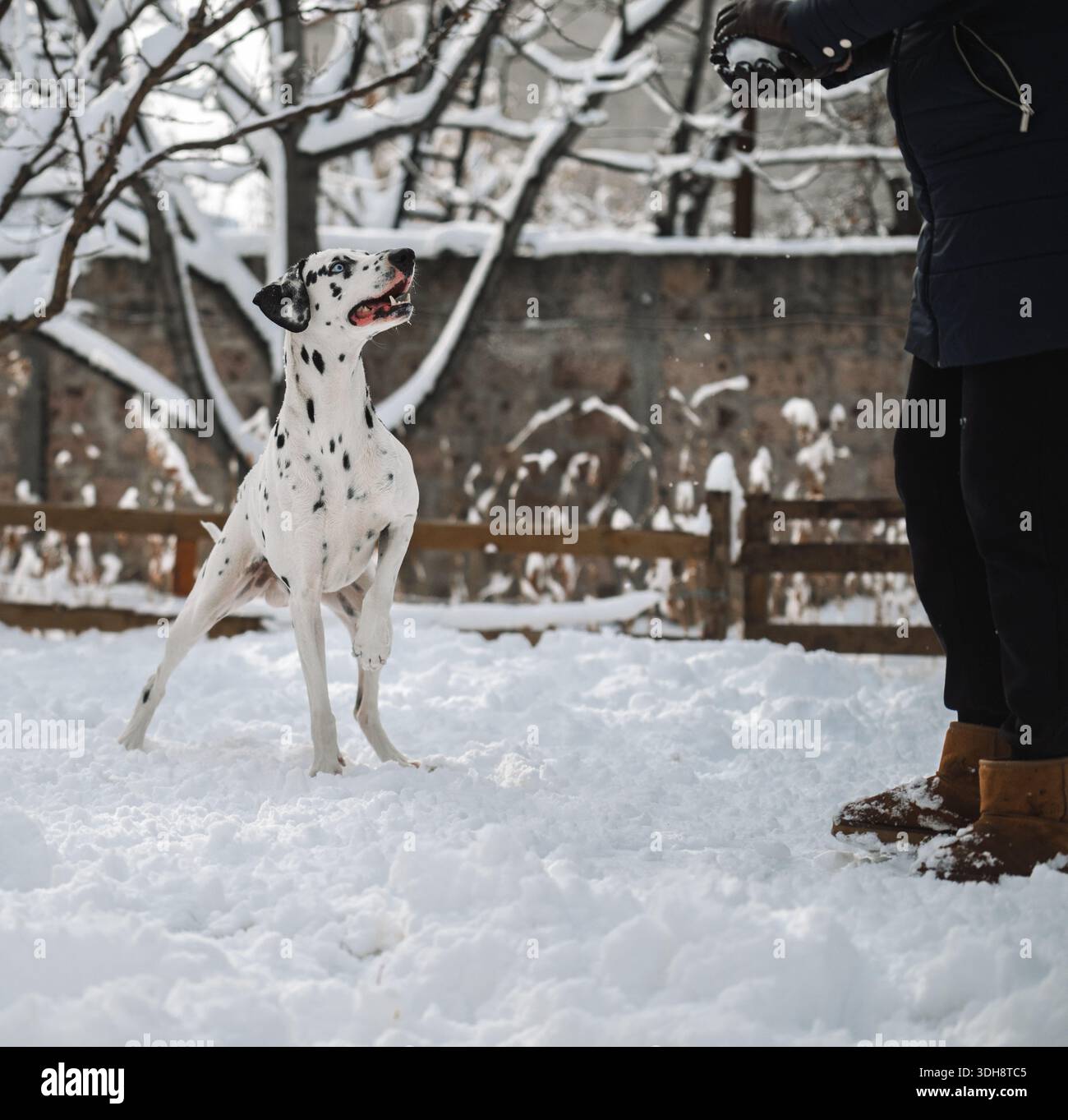Un chien dalmate joue dans la neige avec une personne. Le chien est blanc et noir et est debout dans la neige. La personne porte un manteau noir et moi Banque D'Images
