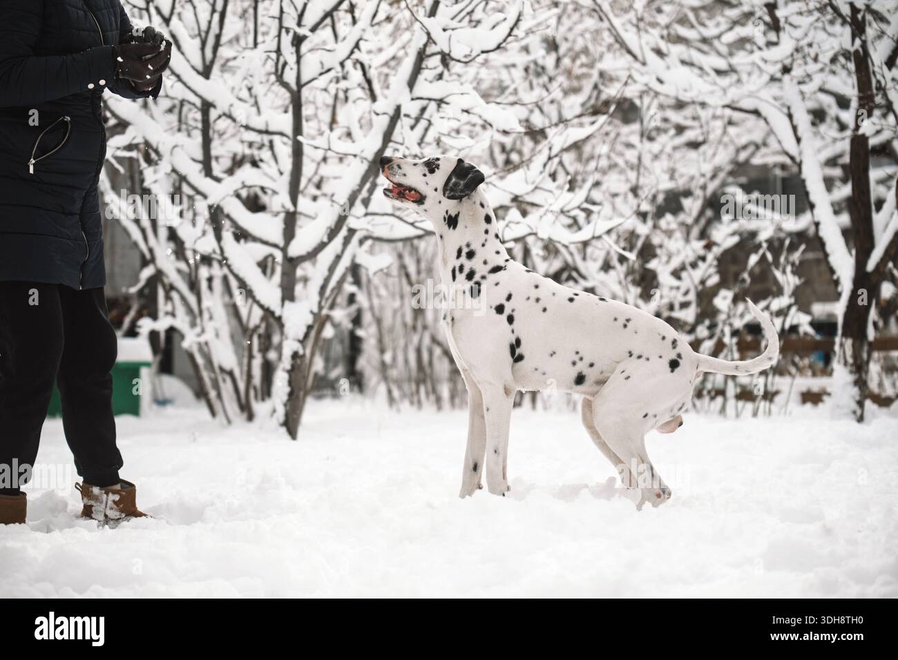 Une personne joue avec un chien dalmatien dans la neige. Le chien est blanc et noir. La personne porte une veste noire Banque D'Images