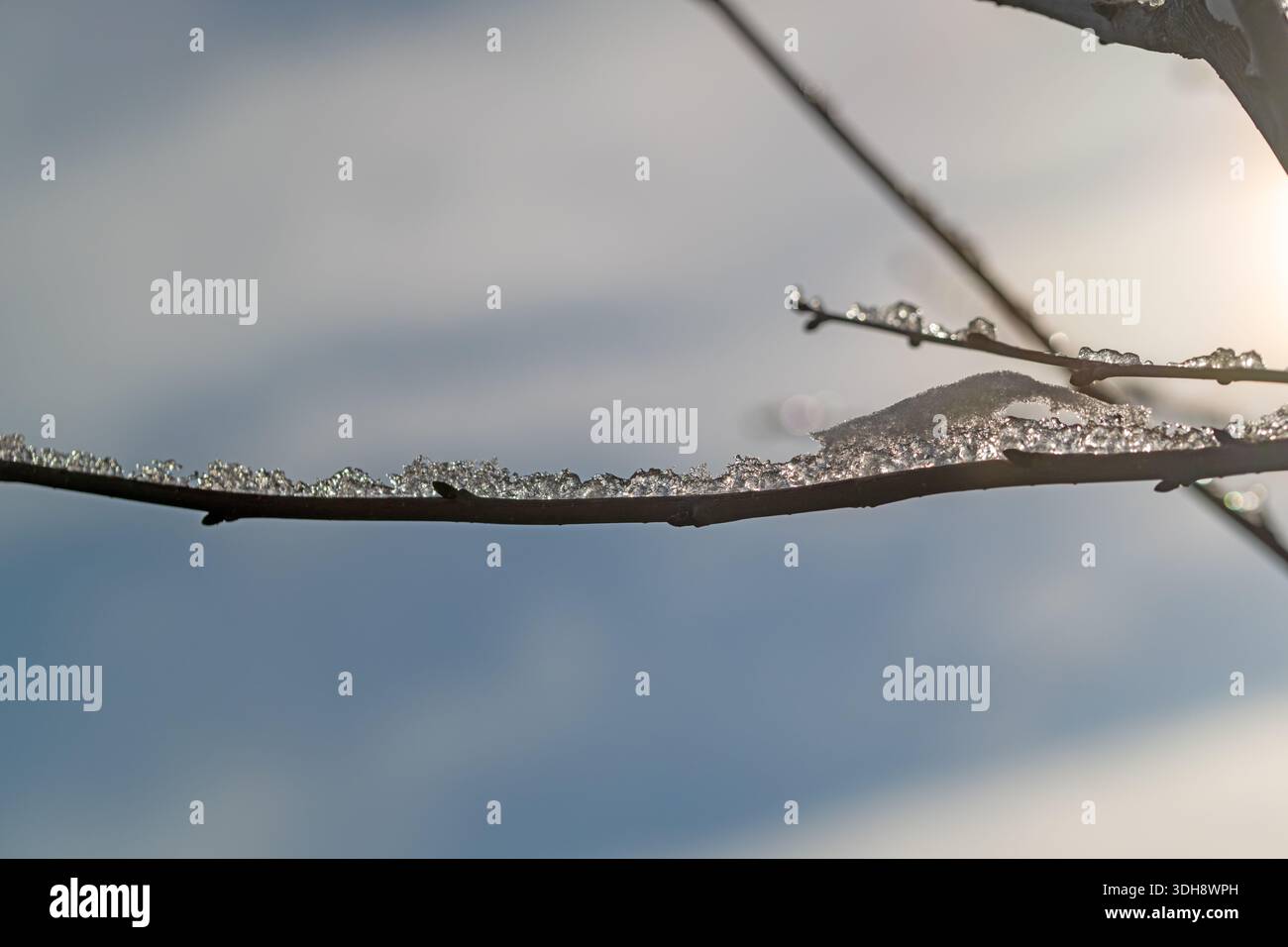 Une branche couverte de cristaux de glace et de neige. La branche est sur un arbre et le ciel est bleu Banque D'Images