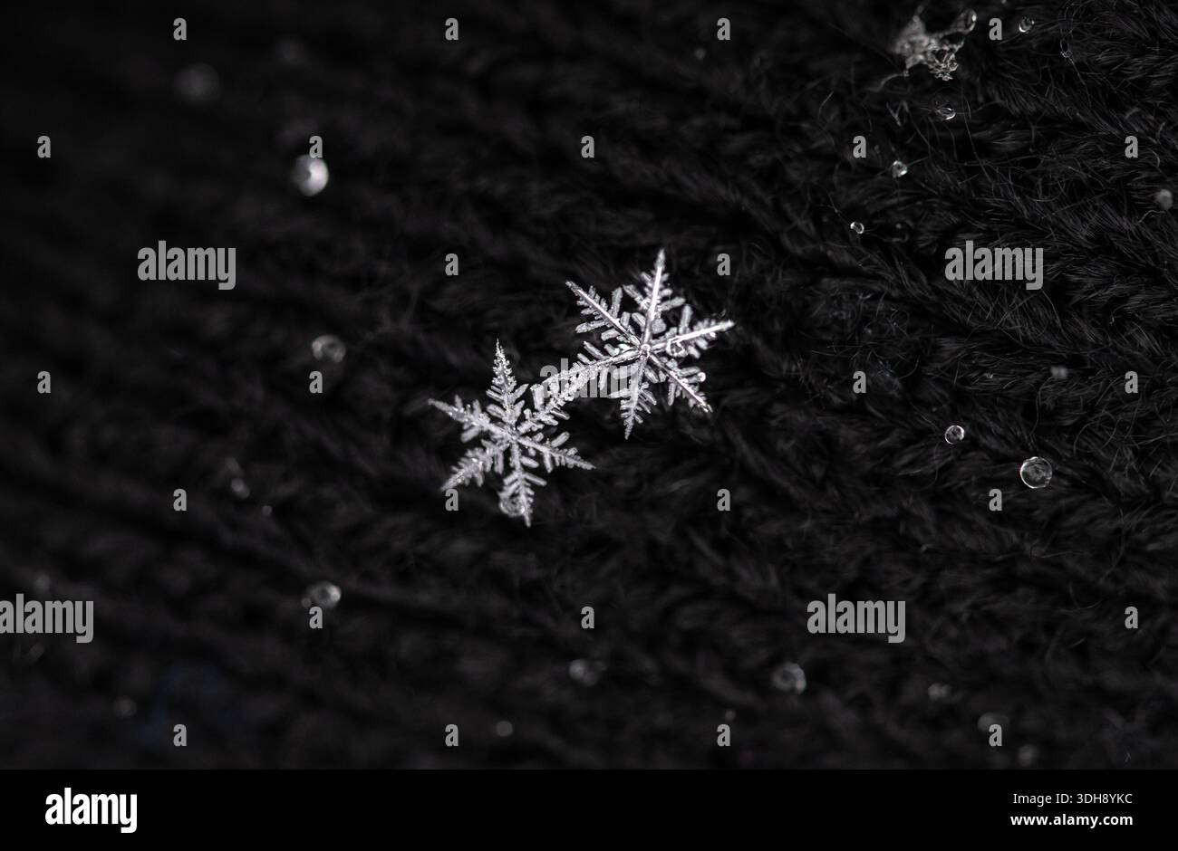 Deux flocons de neige sont sur un fond noir. Les flocons de neige sont petits et ont une surface brillante et réfléchissante. Concept d'émerveillement et de beauté, comme le flak de neige Banque D'Images