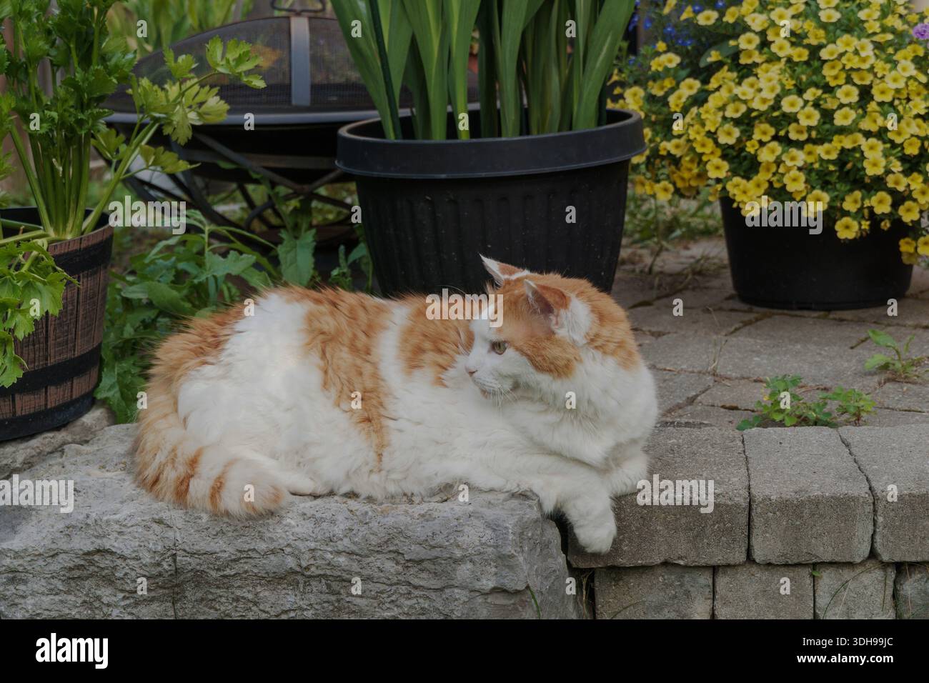 Chat moelleux orange et blanc se relaxant à l'extérieur parmi les plantes de jardin, les fleurs et le patio en pierre dans un cadre résidentiel paisible. Banque D'Images