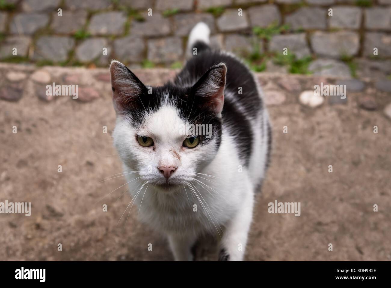 Photo à mise au point sélective. Chat blanc avec des rayures noires. Chat noir et blanc, Banque D'Images