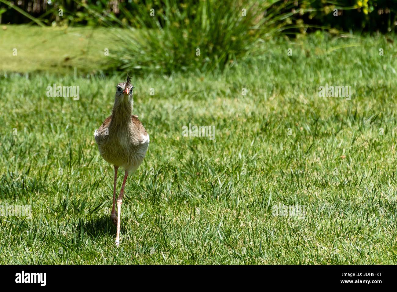 Oiseau marchant à travers l'herbe verte dans un jardin ensoleillé par temps clair Banque D'Images