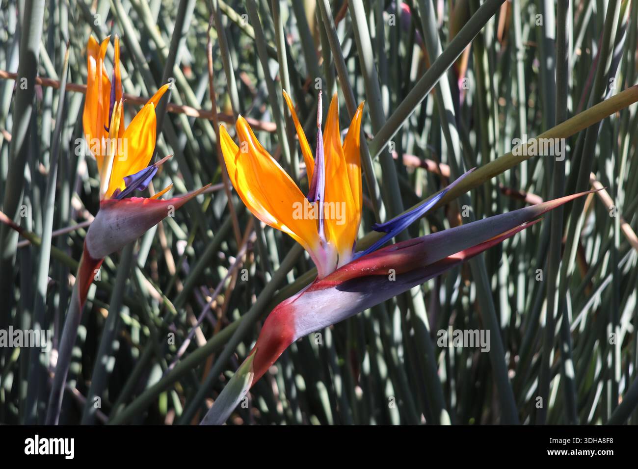 Deux fleurs sur l'espèce de plante menacée Rush-Leaf Bird of Paradise originaire du Cap oriental, Afrique du Sud, ressemblent à une paire d'oiseaux aquatiques cachés Banque D'Images