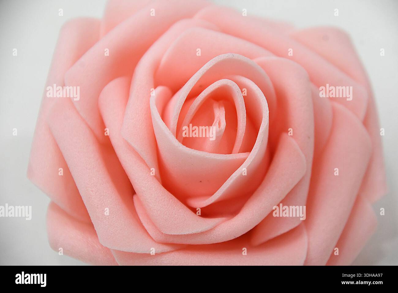Rose romantique Rose isolée Banque D'Images