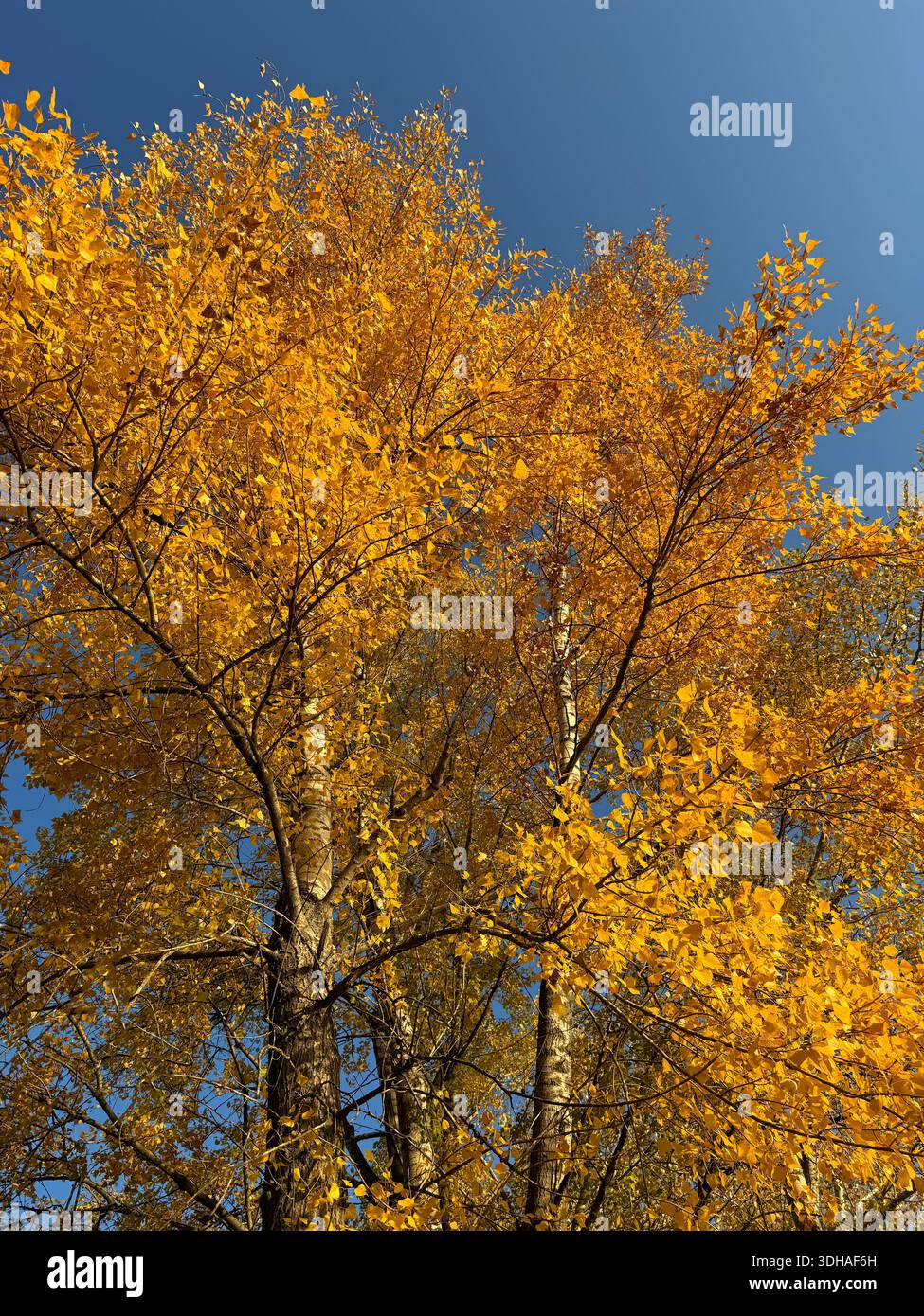Arbre jaune doré dans la forêt d'automne Banque D'Images