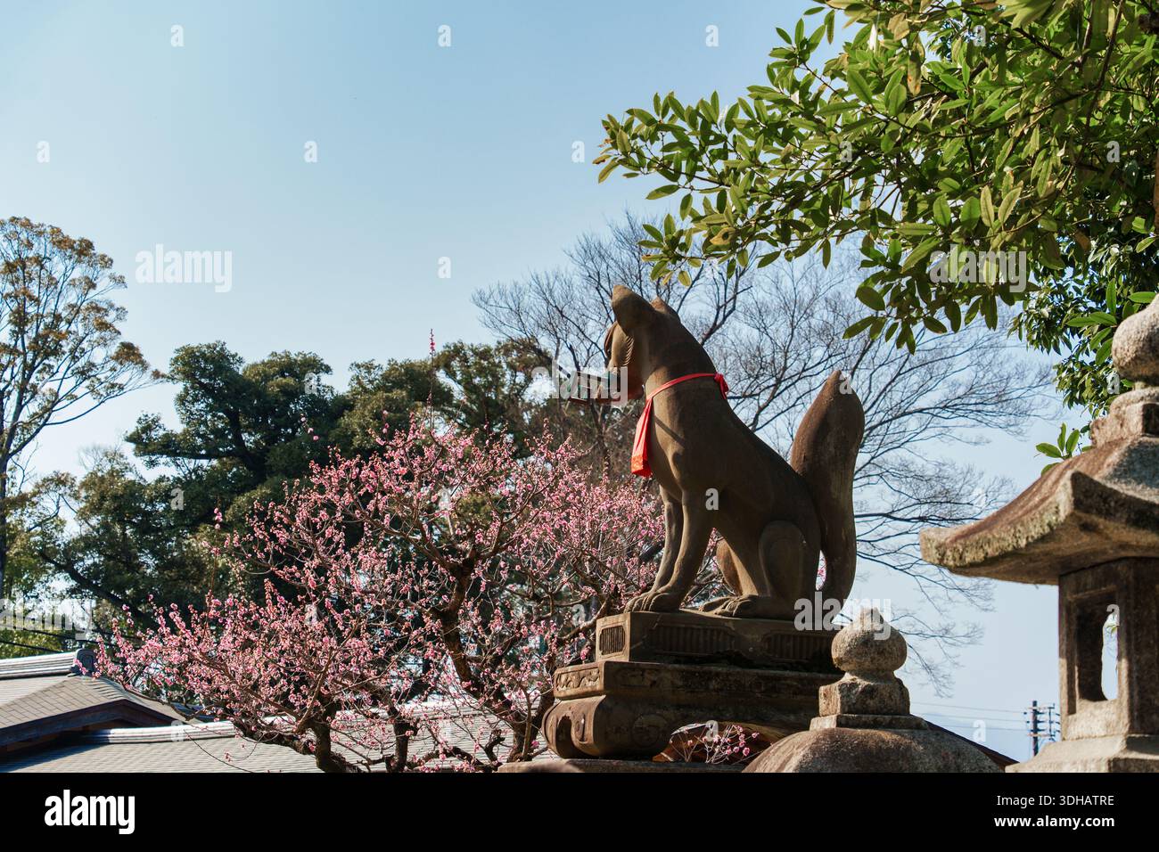 Statue de renard Kitsune tenant la clé entourée de fleurs de prunier dans le jardin à Fushimi Inari, Kyoto, Japon Banque D'Images