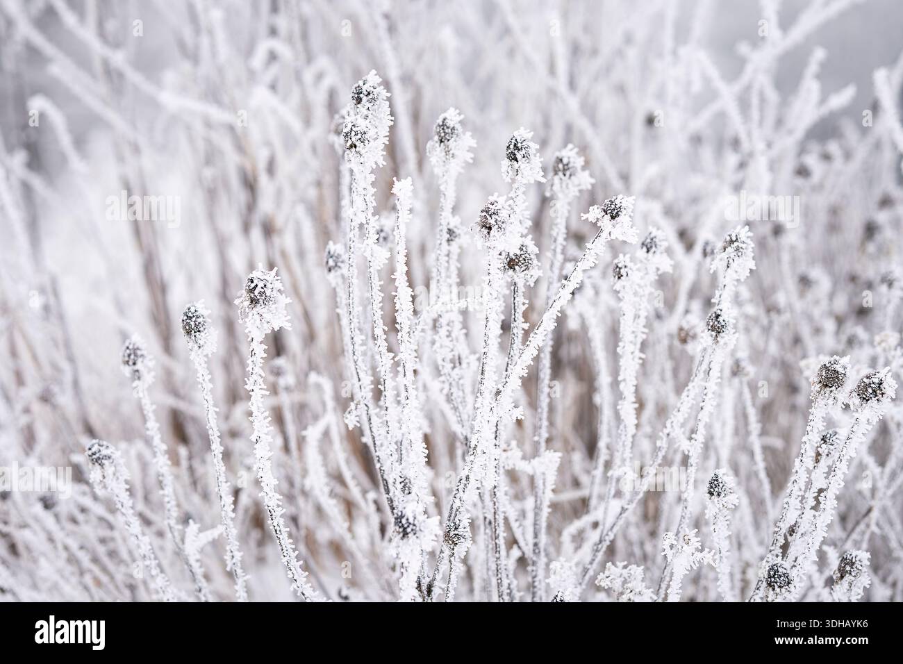 Plantes séchées couvertes de gel et têtes de graines debout dans un paysage hivernal calme. Froids délicats sur les plantes séchées créant une scène hivernale douce. Banque D'Images