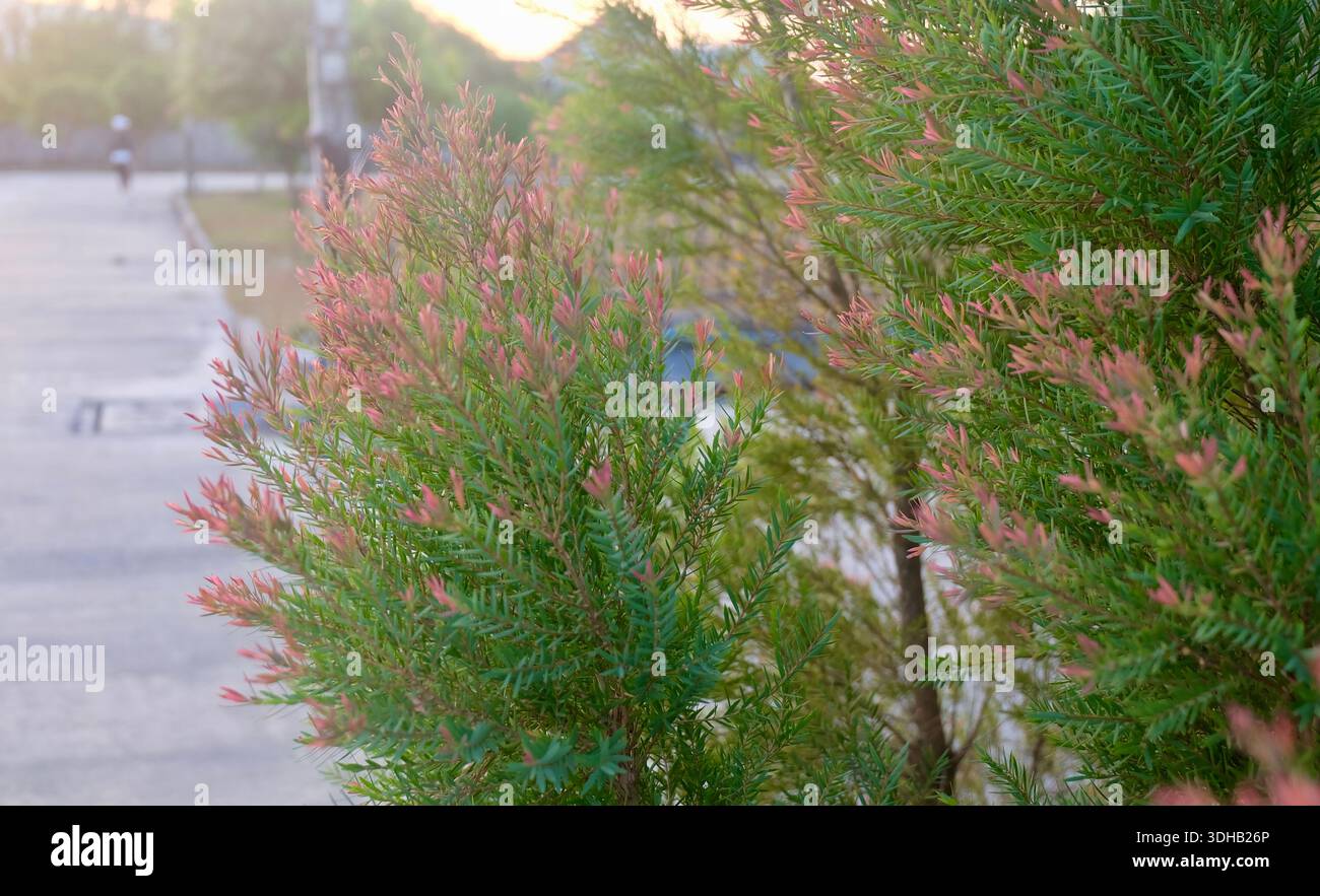 Claret Tops Honey Myrtle est une plante ornementale parfumée avec des feuilles aromatiques uniques utilisées pour les purpos d'aménagement paysager de jardin répulsif et décoratif Banque D'Images