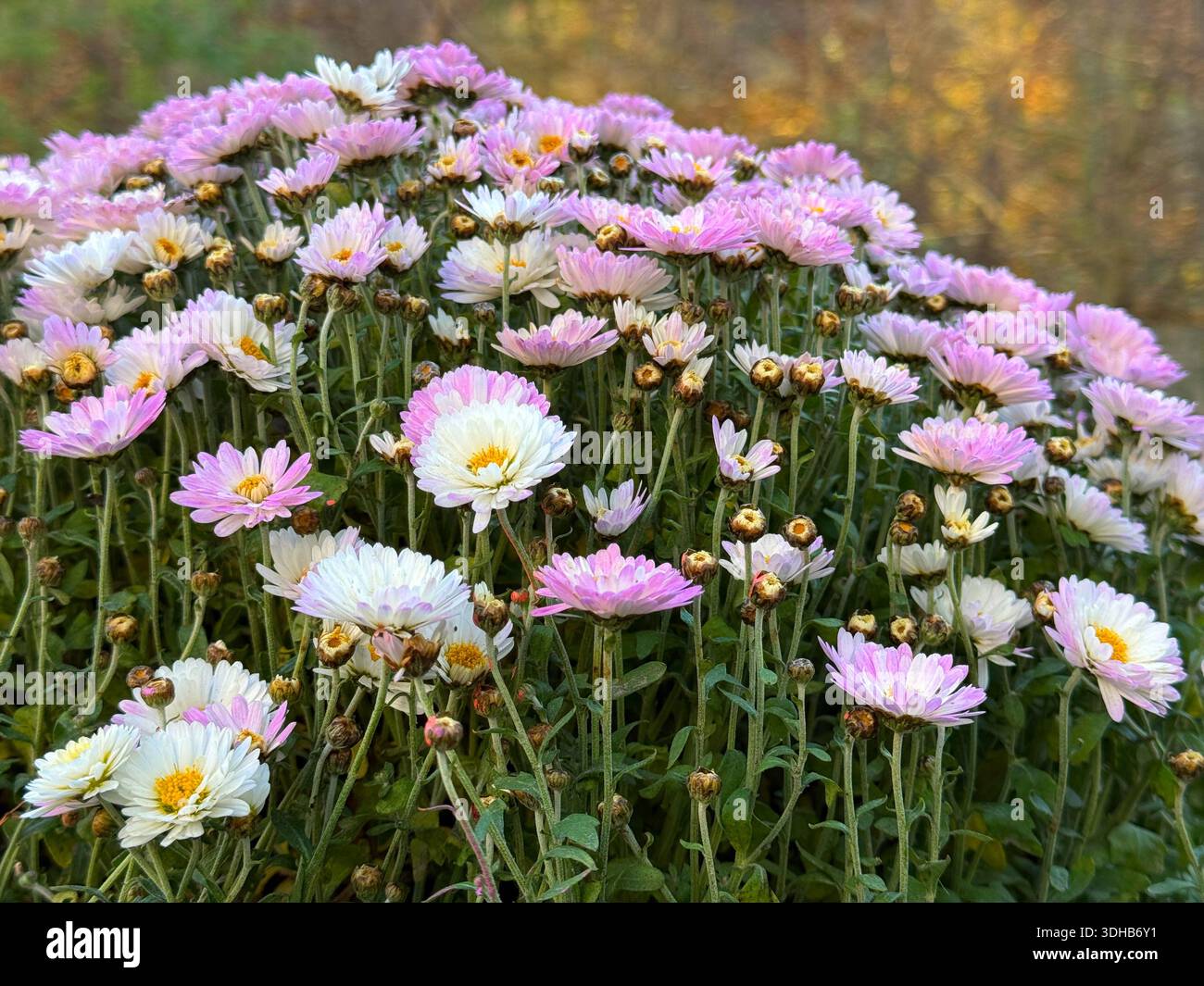 Fleurs de chrysanthème mamans blanches roses dans le jardin d'automne Banque D'Images