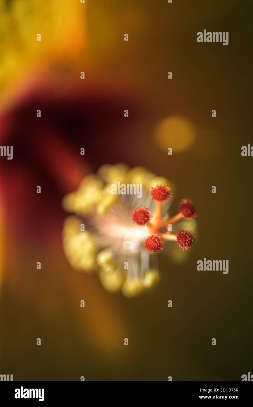 Macro d'anthères à pointe rouge et de structures florales jaunes, gros plan de l'anatomie reproductrice des fleurs avec un fond flou chaud Banque D'Images