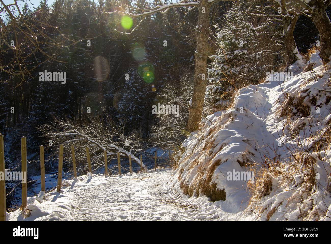 Sentier enneigé derrière le verger sur la montagne Banque D'Images