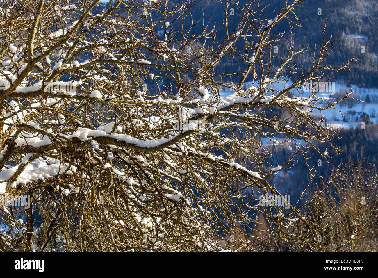 Arbre fruitier couvert de neige avec dans les montagnes Banque D'Images