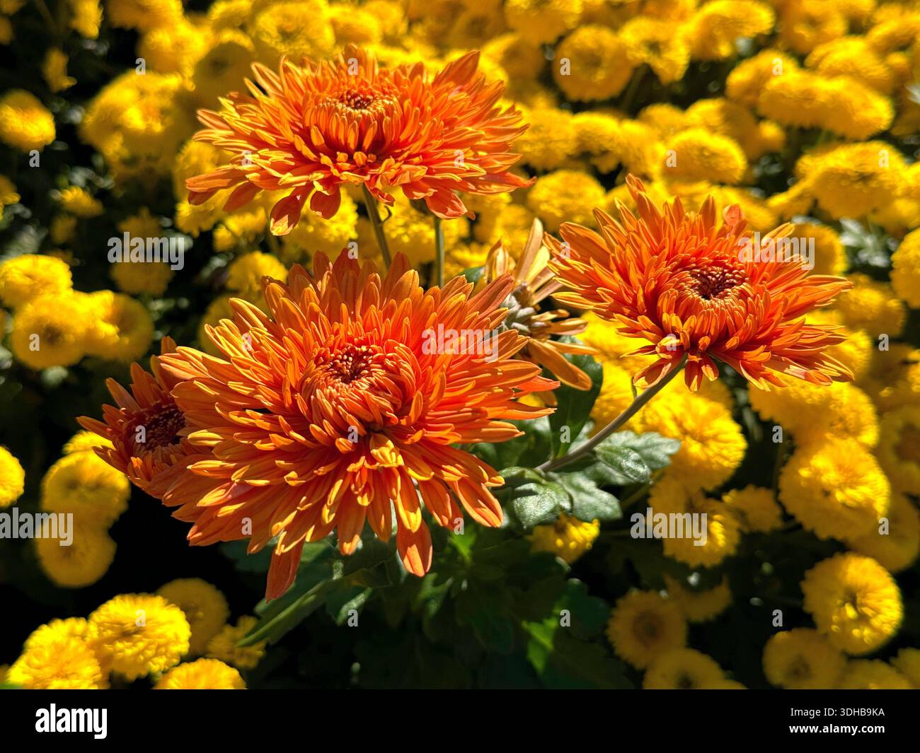 Fleurs de chrysanthème jaune orange vif jardin mamans fleurissent Banque D'Images