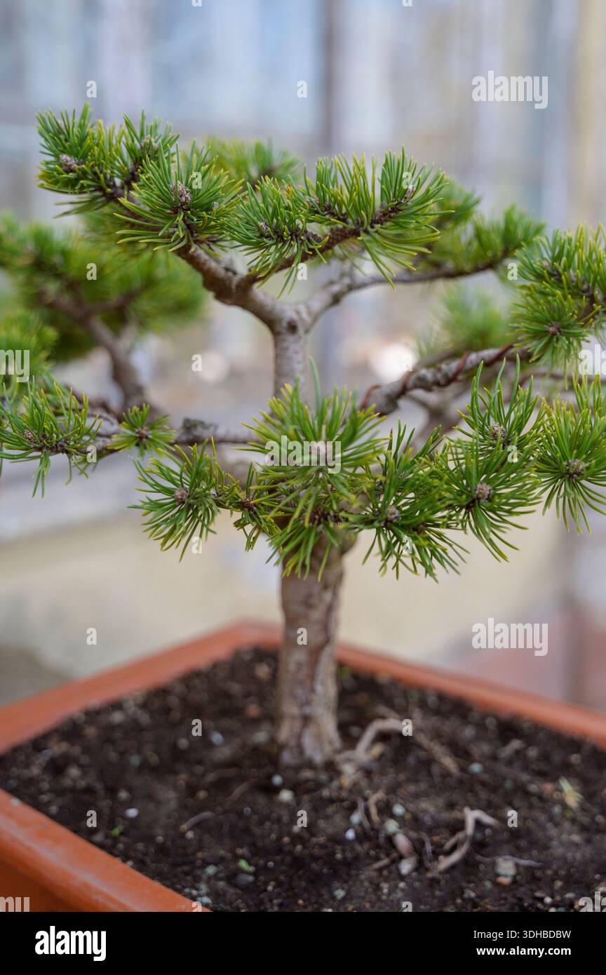 Petit arbre de pin vert poussant à l'intérieur d'un énorme pot d'amphore en terre cuite dans un parc ensoleillé. Concept de résilience de la nature, jardinage unique, et b Banque D'Images