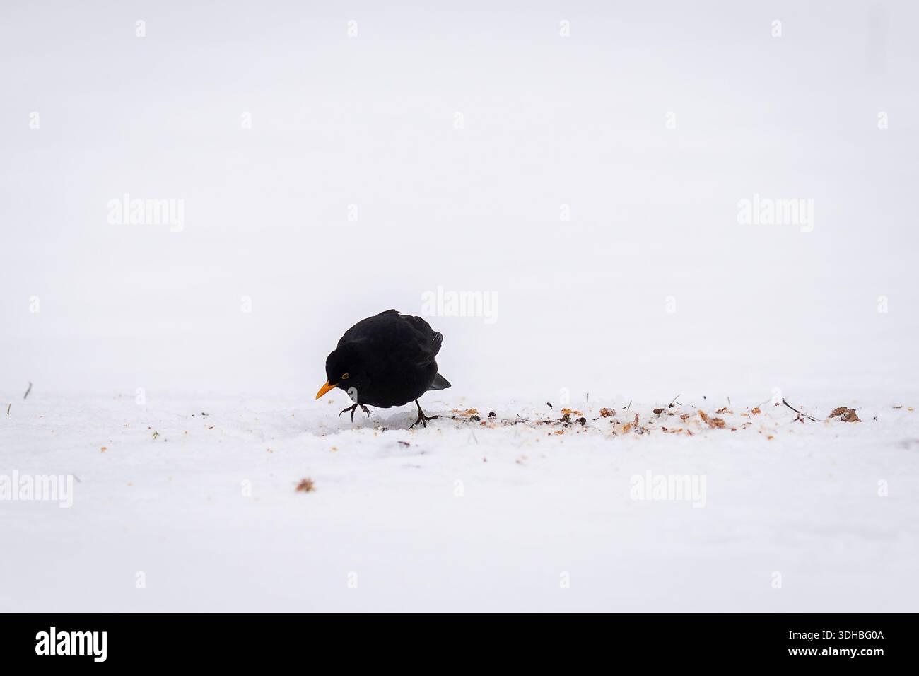 Oiseau noir commun (Turdus merula) debout sur la neige tout en cherchant de la nourriture dans un cadre hivernal calme. Blackbird solitaire sur neige blanche. Banque D'Images