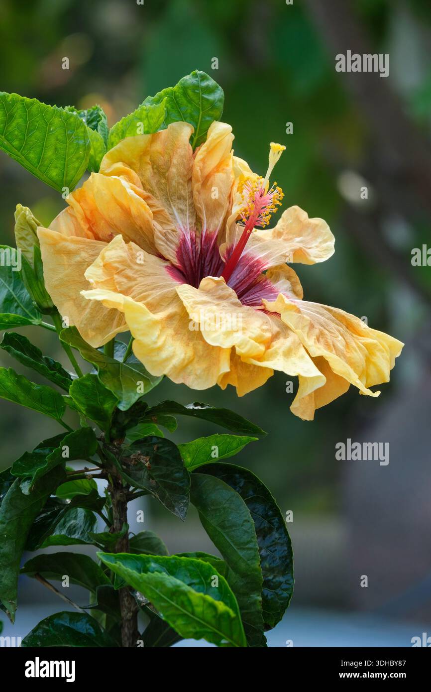 Hibiscus tropical Herm Geller, Hibiscus rosa-sinensis, grande fleur unique multicolore brun doré, jaune et marron Banque D'Images