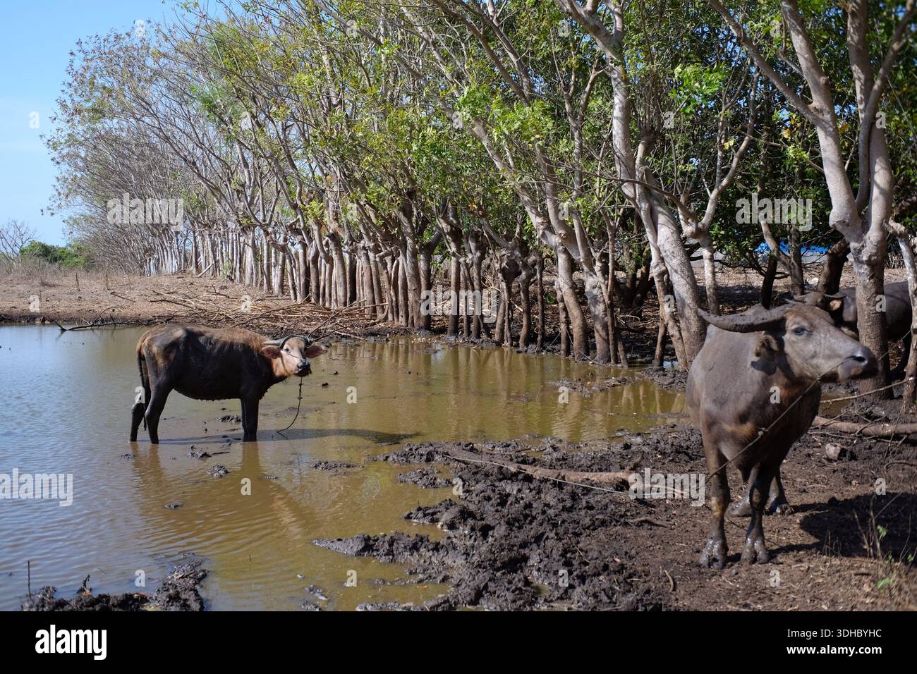 Buffalo jouent dans les flaques de boue Banque D'Images