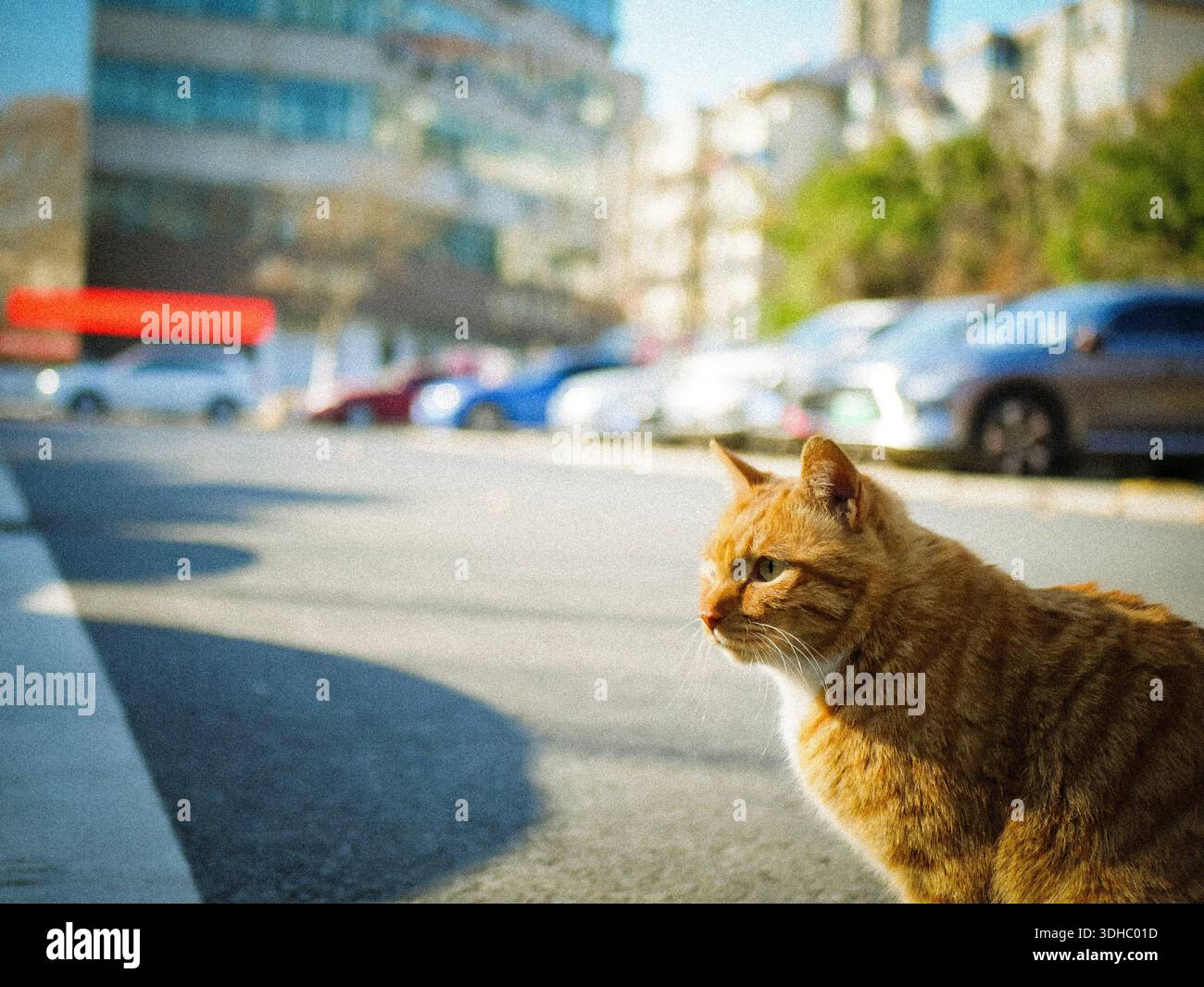 Chat orange assis dehors regardant quelque chose. Banque D'Images