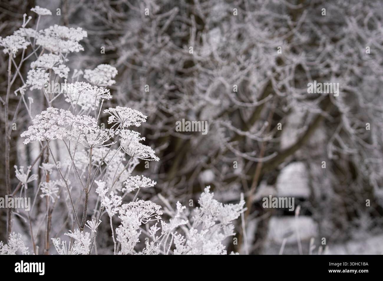 Fleurs d'ombel couvertes de givre debout sur un fond boisé d'hiver flou. Délicat hoarfrost sur les fleurs sauvages séchées, backround avec espace de copie. Banque D'Images