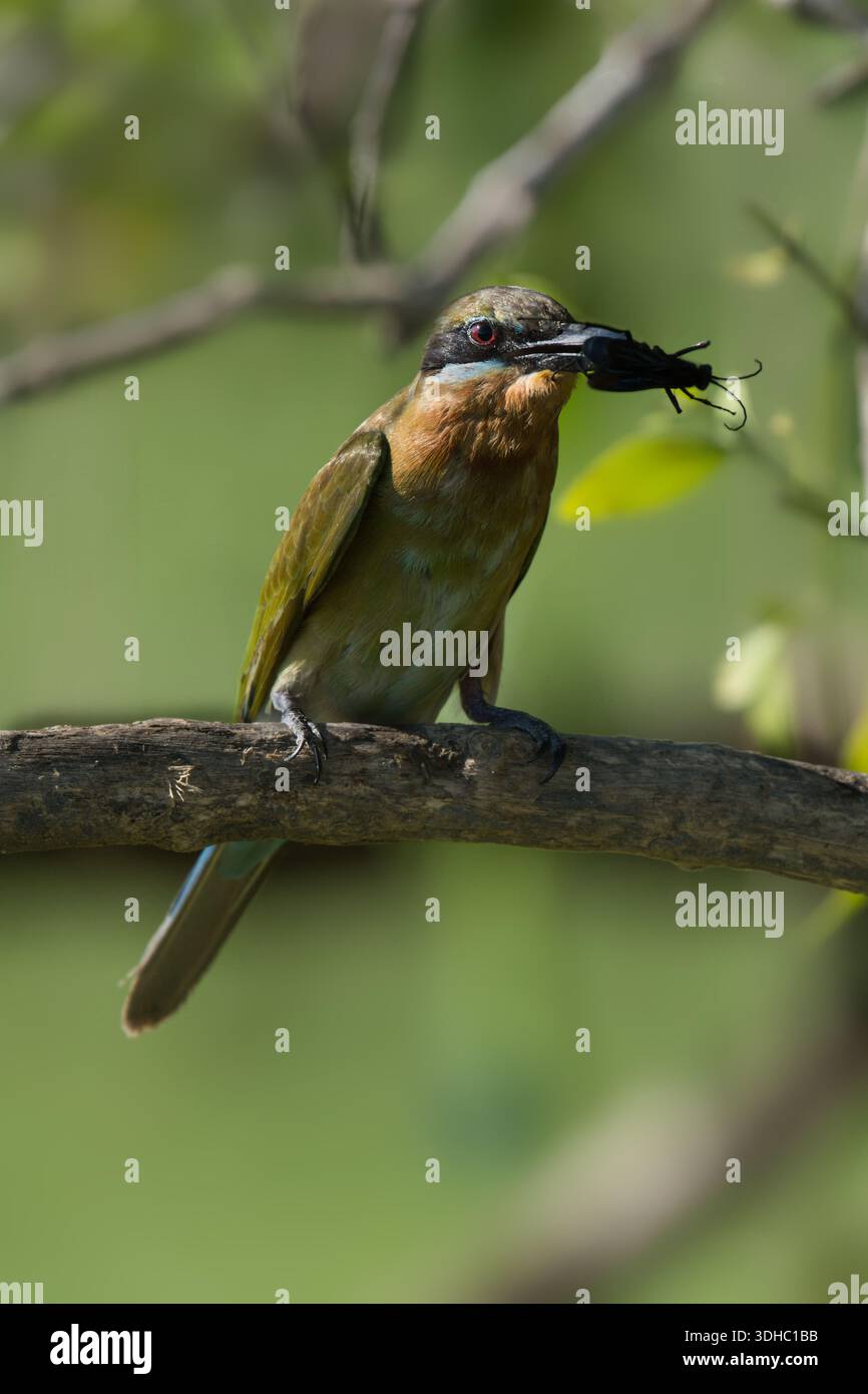 Un mangeur d'abeilles coloré se perche sur une branche d'arbre tenant une libellule en bec, capturant un moment frappant de prédation et de comportement alimentaire dans la nature Banque D'Images