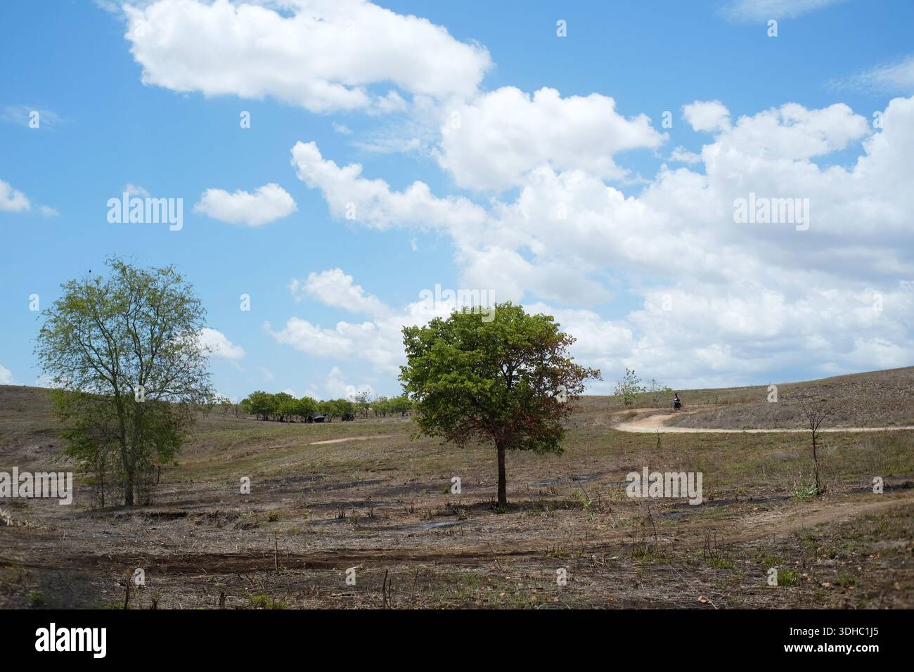 Les prairies de la région des collines de Lolomogho Loura marquent la frontière entre le sud-ouest de Sumba et l'ouest de Sumba Banque D'Images