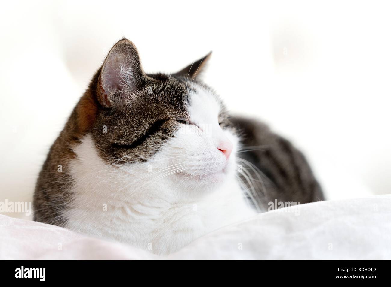 Gros plan portrait d'un chat tabby mignon dans un lit blanc Banque D'Images