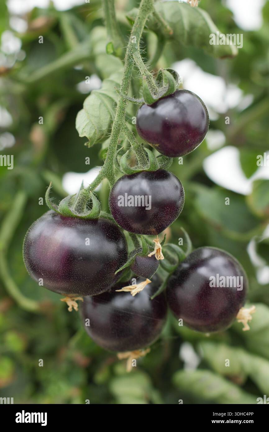 Tomates bleues bayou. Tomate Blue Bayou, une variété héritée frappante à la peau noire violet foncé. Solanum lycopersicum 'Blue Bayou' Banque D'Images