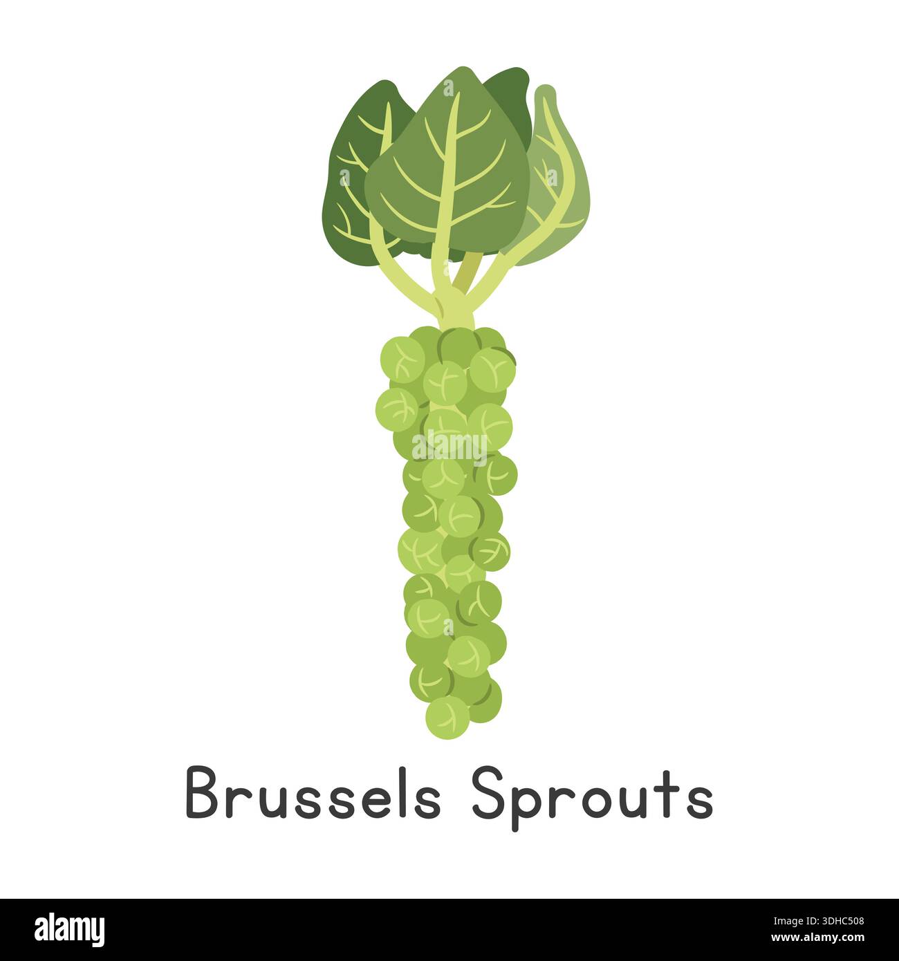 Sprouts de Bruxelles Flat Cartoon Vector illustration isolé sur fond blanc Illustration de Vecteur