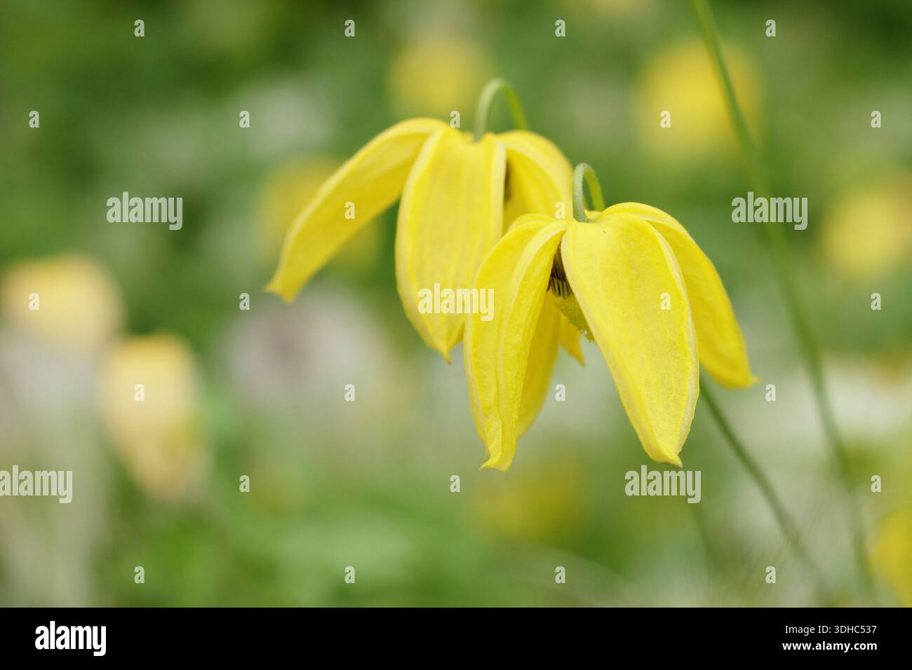 Clematis. Clematis tangutica « Bill MacKenzie ». Aussi appelé Clematis orientalis 'Bill MacKenzie'.grimpeur vigoureux avec des fleurs jaunes frappantes hochant la tête Banque D'Images