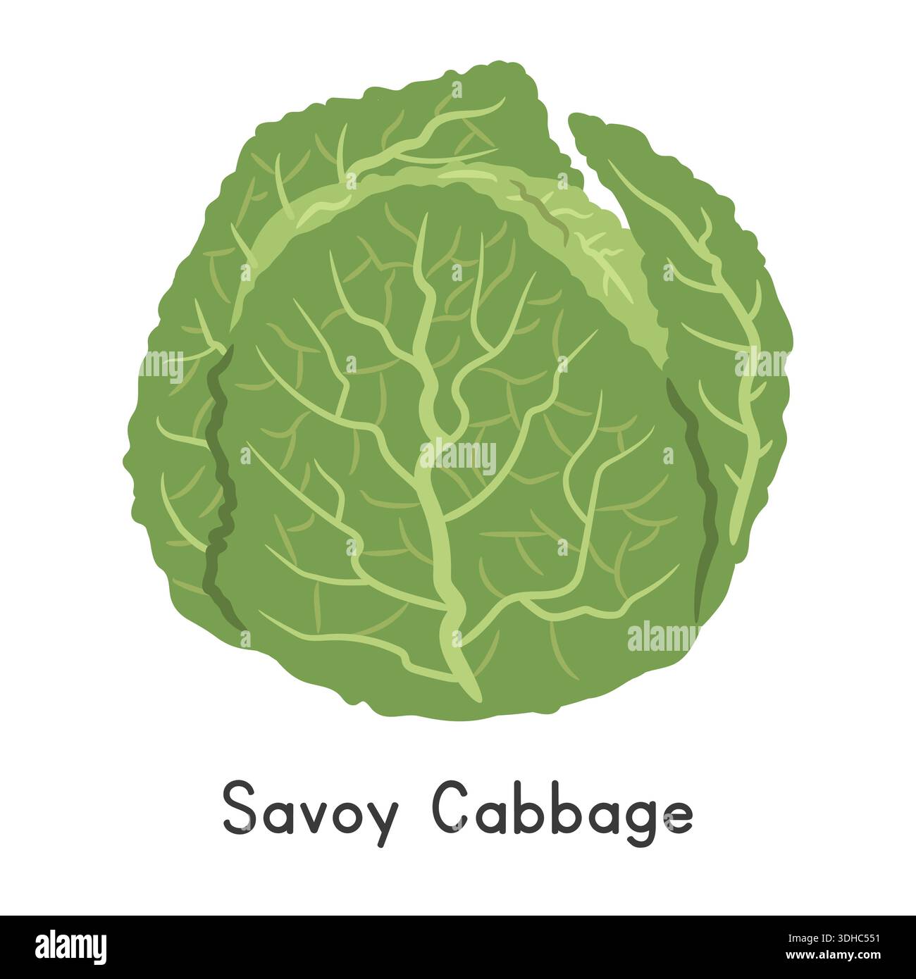 Savoy Cabbage Flat Cartoon Vector illustration isolé sur fond blanc Illustration de Vecteur