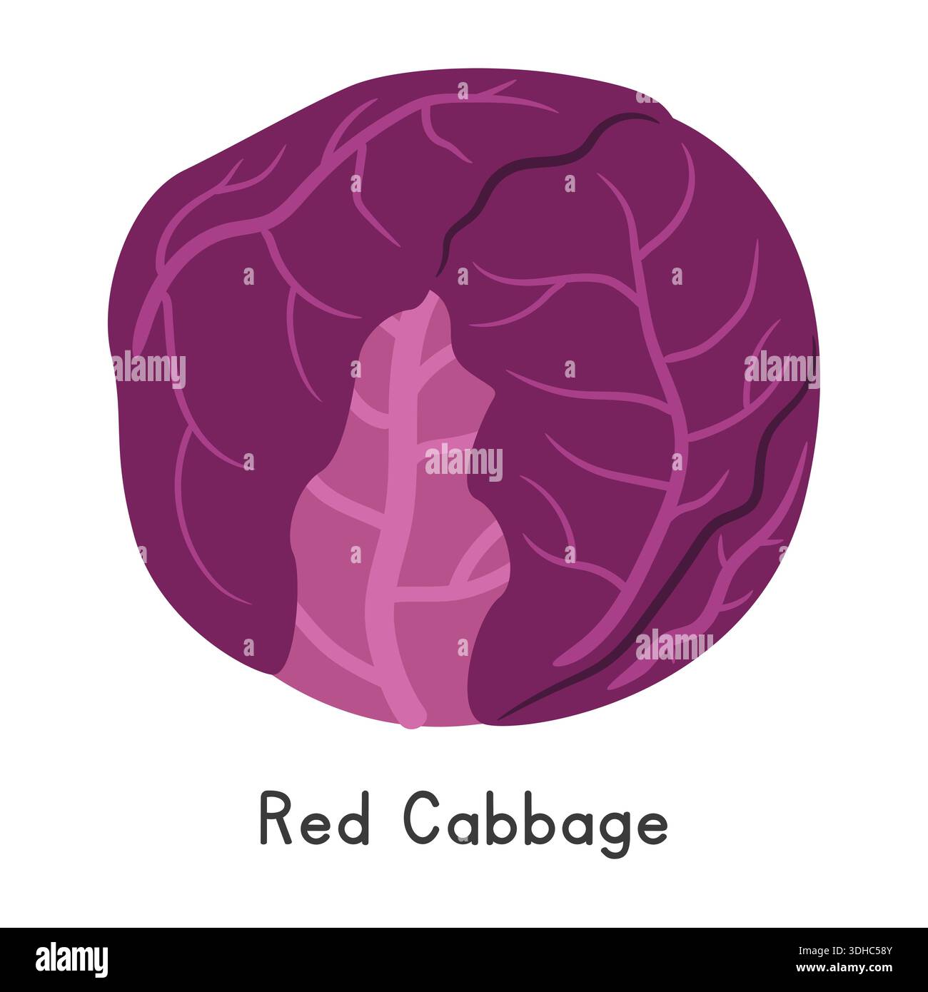 Illustration vectorielle de dessin animé plat de chou rouge isolé sur fond blanc. Red Cabbage Clipart Illustration de Vecteur