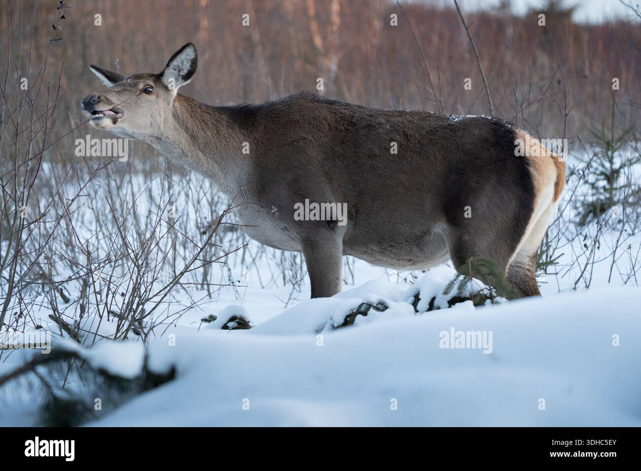 Cerf rouge derrière debout dans la forêt d'hiver, habitat naturel. Banque D'Images