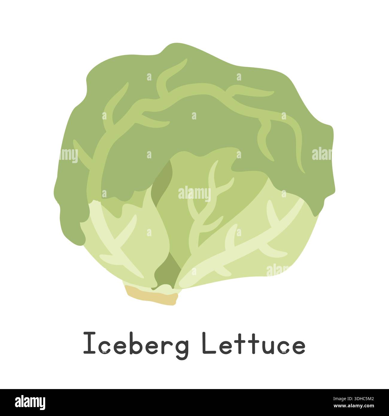 Illustration vectorielle de dessin animé plat de laitue iceberg. Clipart de chou Illustration de Vecteur