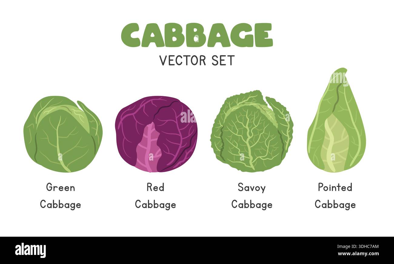 Jeu d'illustrations vectorielles de chou. Vert, chou rouge, chou de Savoie et chou pointu Clipart de dessin animé dans un style plat. Vecteur plat de légumes Illustration de Vecteur