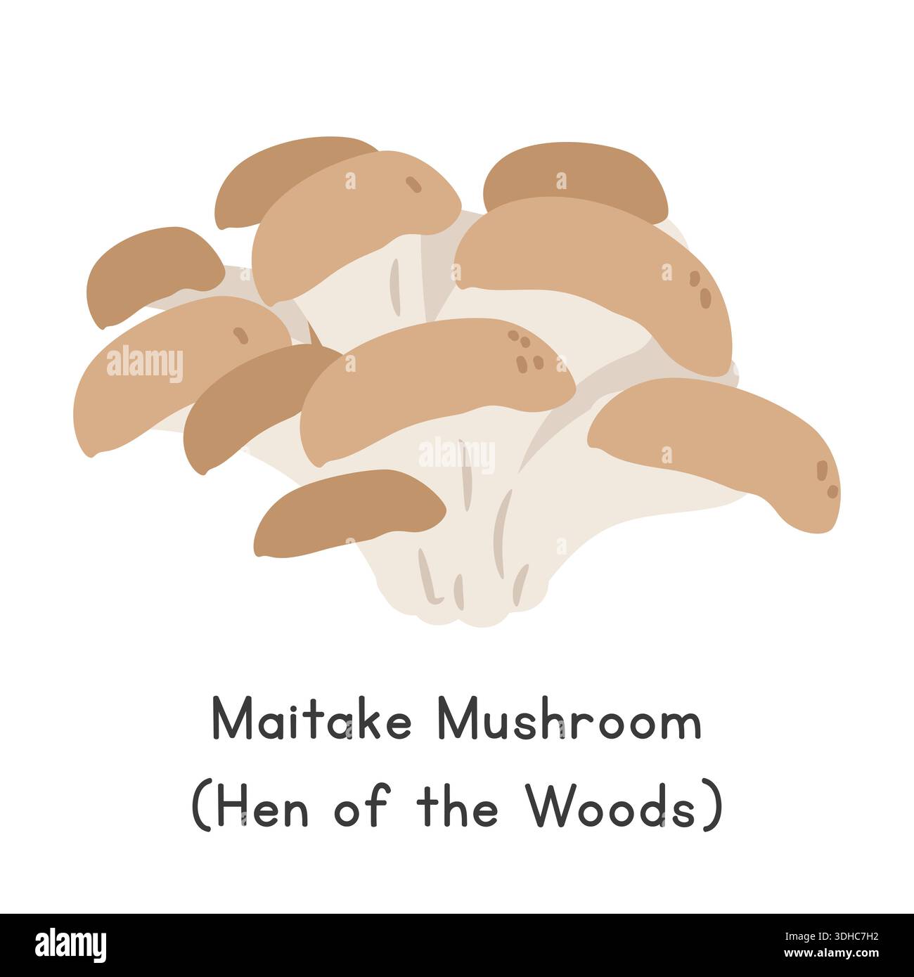 Illustration vectorielle de champignon Maitake. Maitake Mushroom Cartoon Clipart, légume dans le style plat. Aussi appelé poule des bois ou Grifola frondosa Illustration de Vecteur