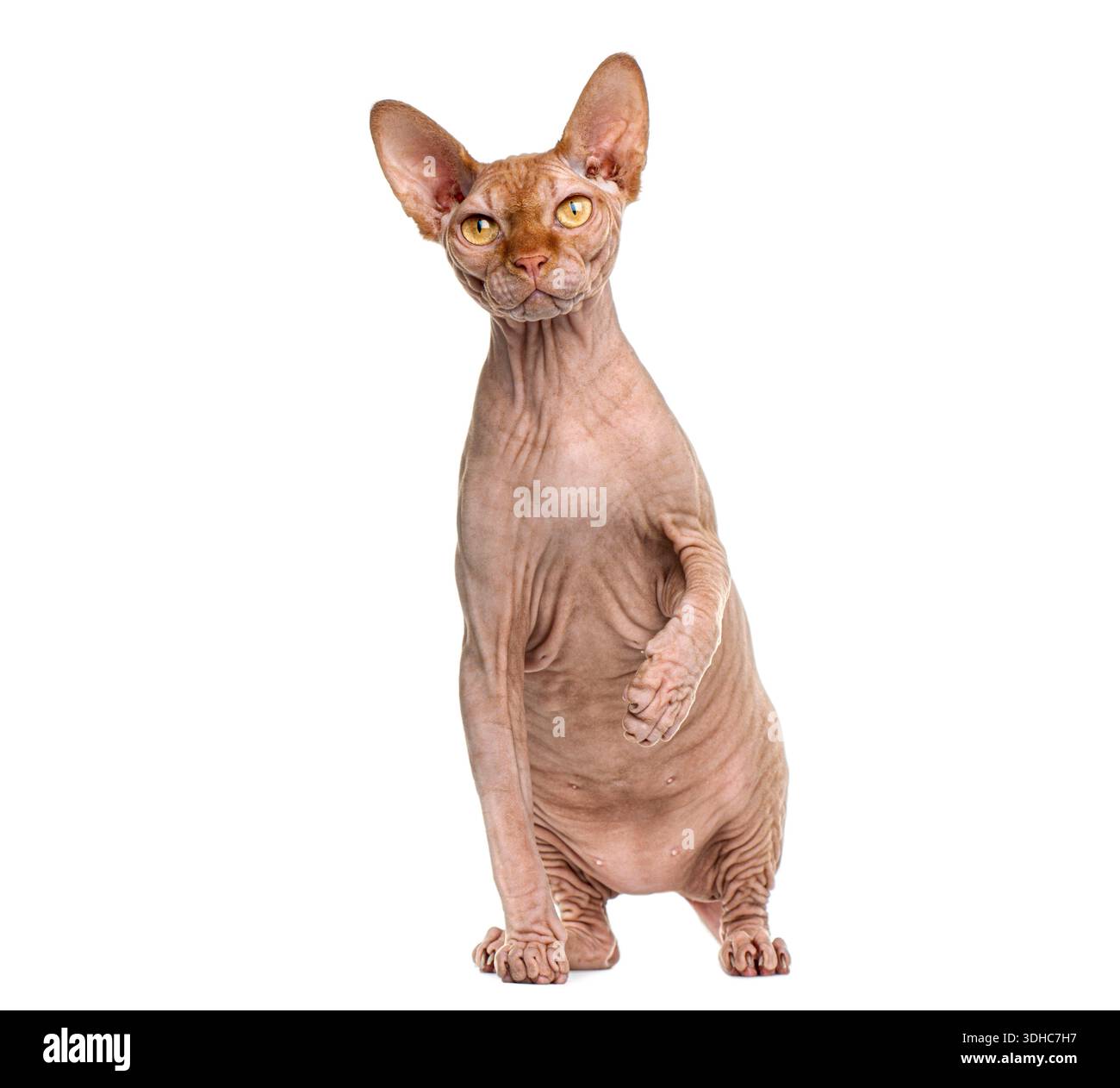 Chat Sphynx assis et levant la patte, isolé sur fond blanc Banque D'Images