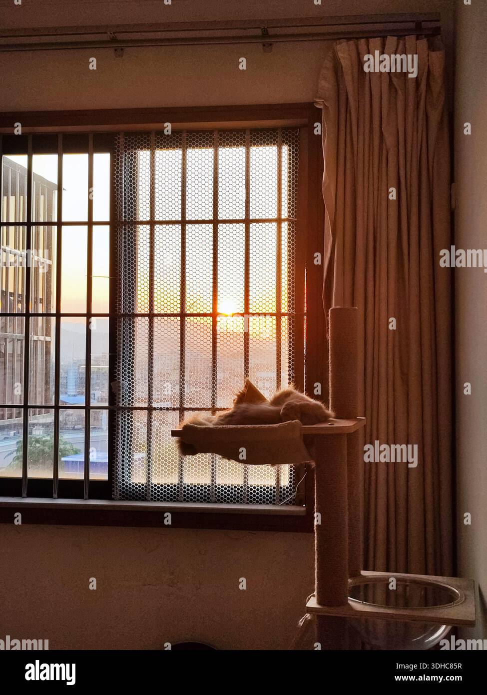 Chat reposant sur l'arbre à chat par fenêtre pendant le coucher du soleil Banque D'Images