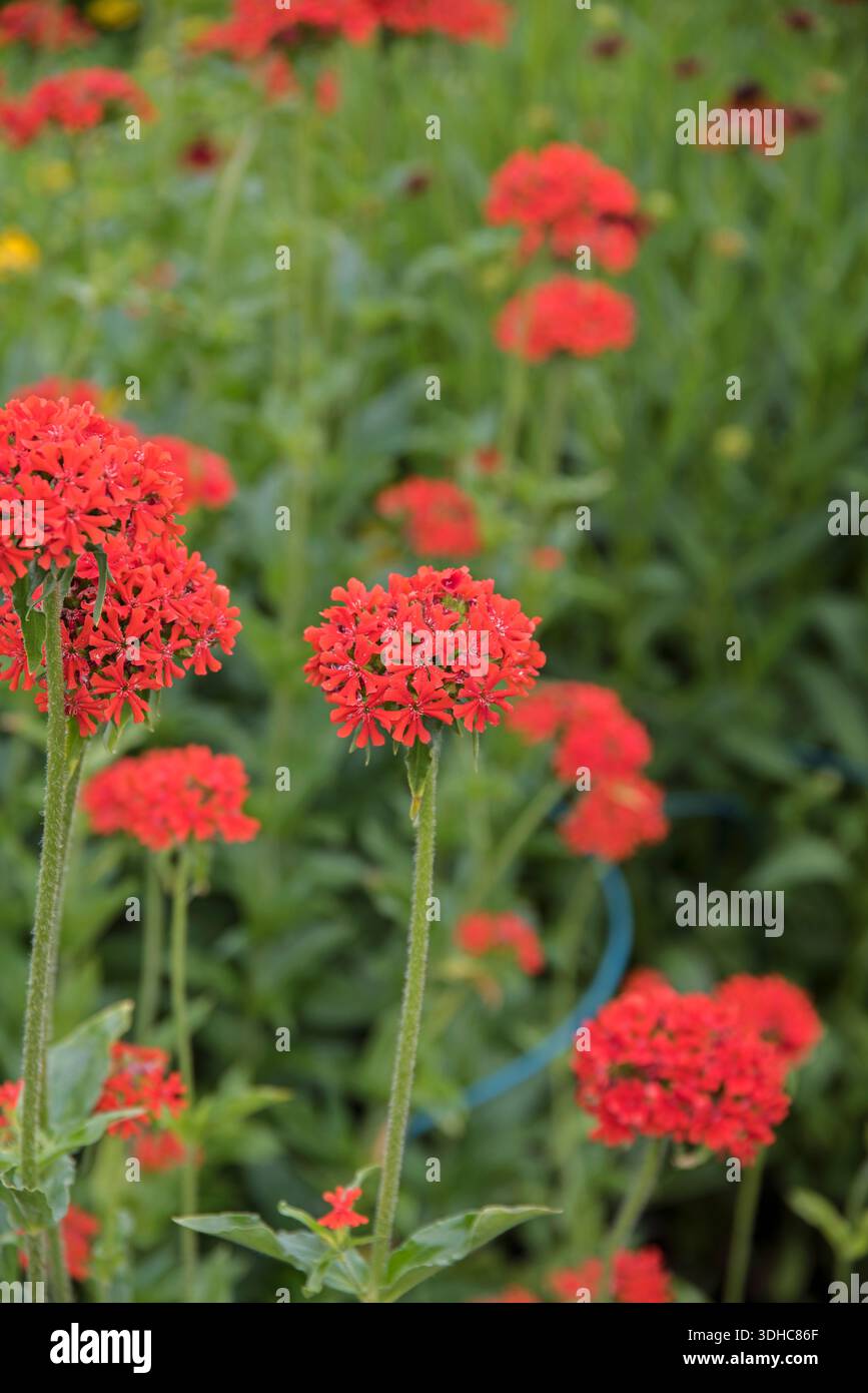 Brennende Liebe (Lychnis chalcedonica) Banque D'Images