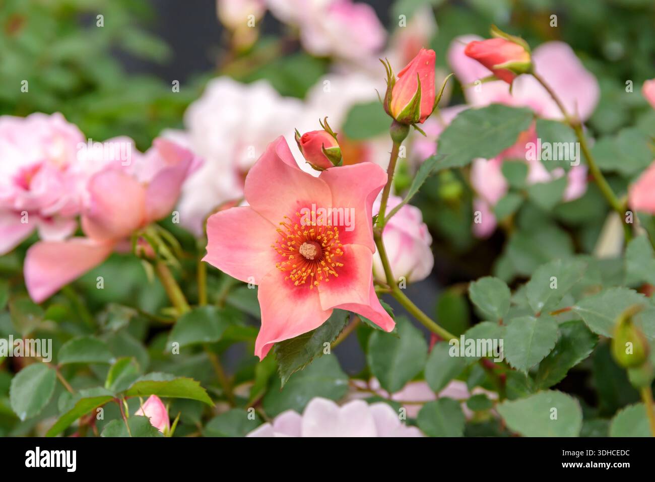 Persona-Rosa (Rosa POUR VOS YEUX SEULEMENT) Banque D'Images