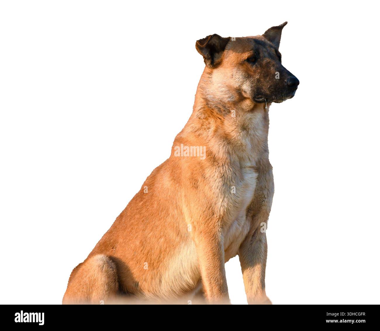 Découpe de portrait isolé de chien de rue Baladi (chien de mongrél égyptien), canin bronzé à poil court assis, fond blanc. Banque D'Images