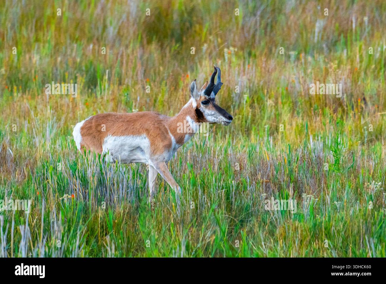 États-Unis, Utah, Syracuse, Antelope Island, Antelope Island State Park, Pronghorn Banque D'Images