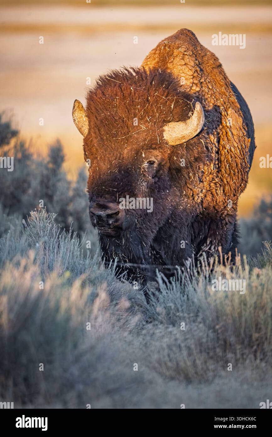 États-Unis, Utah, Syracuse, Antelope Island, Antelope Island State Park, Wild Bison Banque D'Images